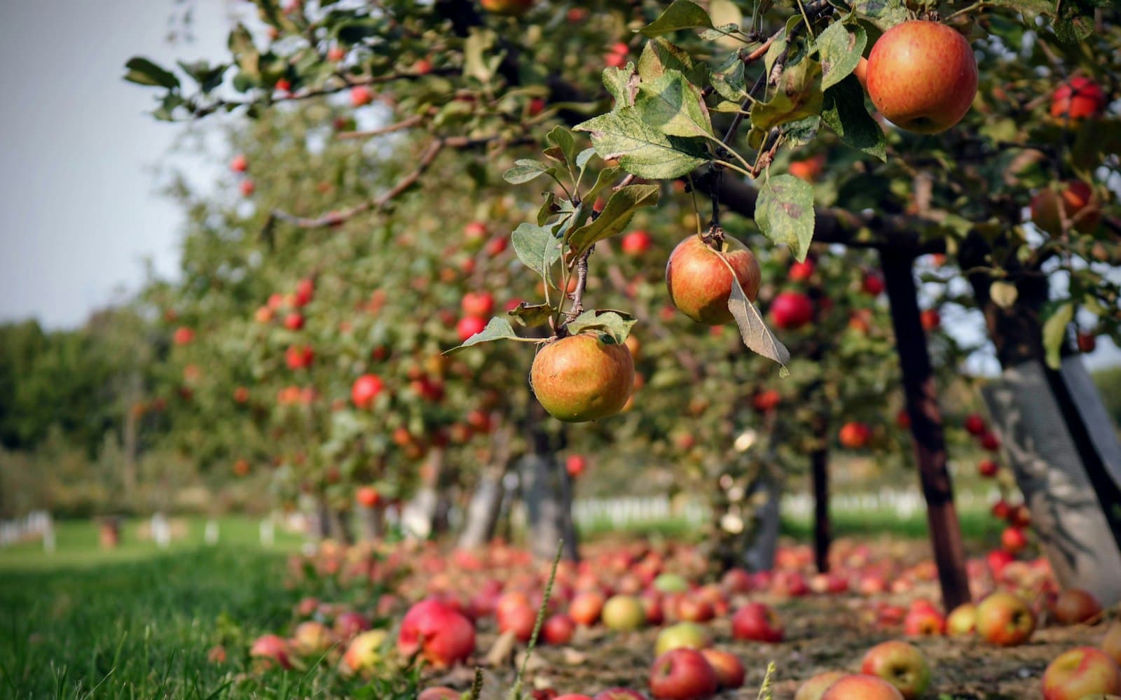 Baskets of freshly picked Kullu apples on a wooden table in the orchard, red and green varieties mixed, with the valley behind