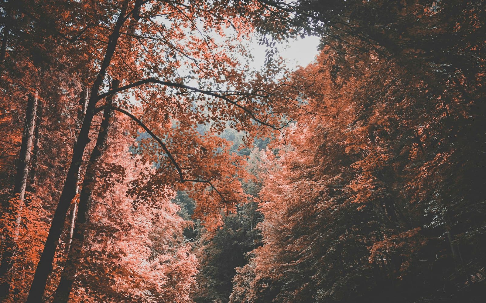 Easy Treks & Day Hikes Near Manali: An Honest Guide for Beginners and Families
